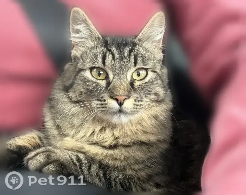 Lost cat, Aurora Street, 11349, Anchorage — 8-month-old female with yellow-green eyes - photo