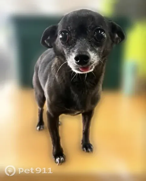Lost dog, South Paulina Street, 6320, Chicago — tiny male responds to Jax - photo