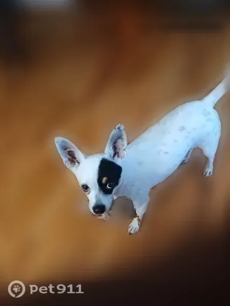 Missing dog Female, Charlotte (usl547441) - photo