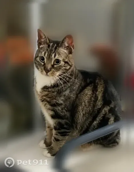 Missing cat Female, Malverne (usl547443) - photo
