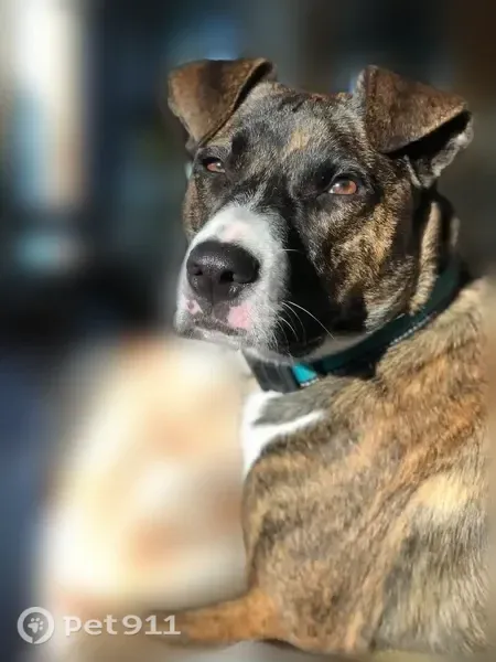 Missing dog Female, Tempe (usl547446) - photo