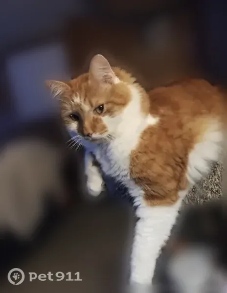 Missing cat Male, Simsbury Center (usl547447) - photo