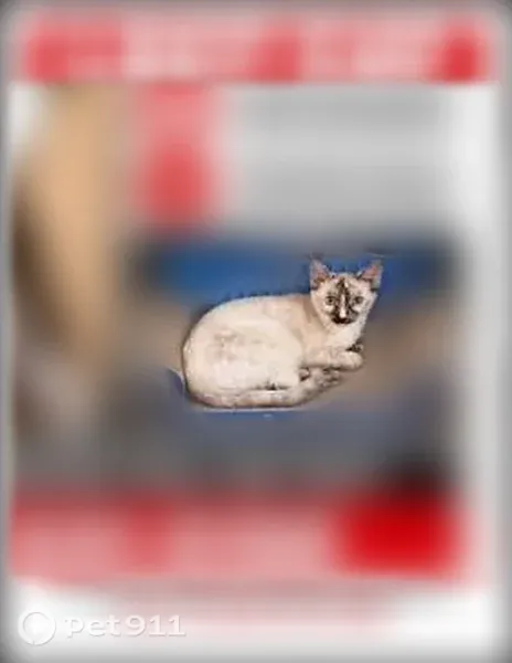 Missing cat Female, Lancaster (usl547448) - photo