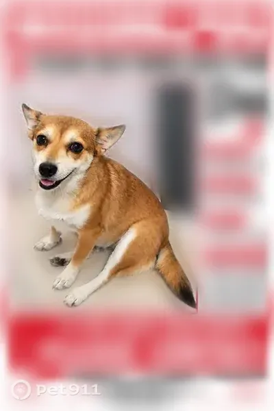 Missing dog Female, Edinburg (usl547449) - photo