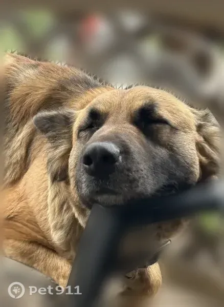 Missing dog Female, Balcones Heights (usl547451) - photo