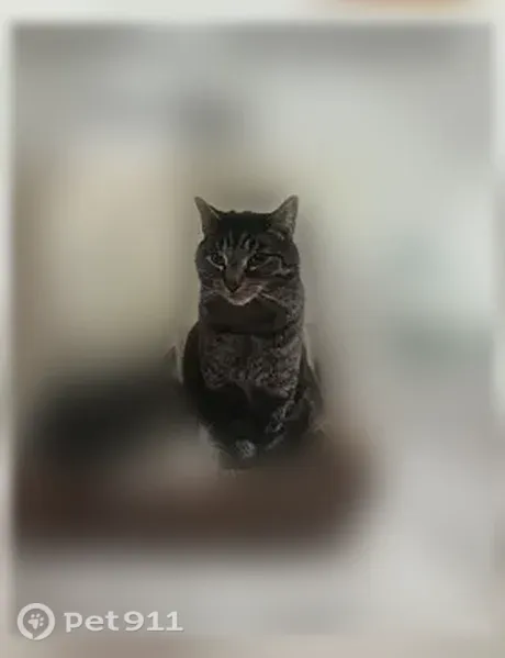 Missing cat Male, Arlington (usl547453) - photo