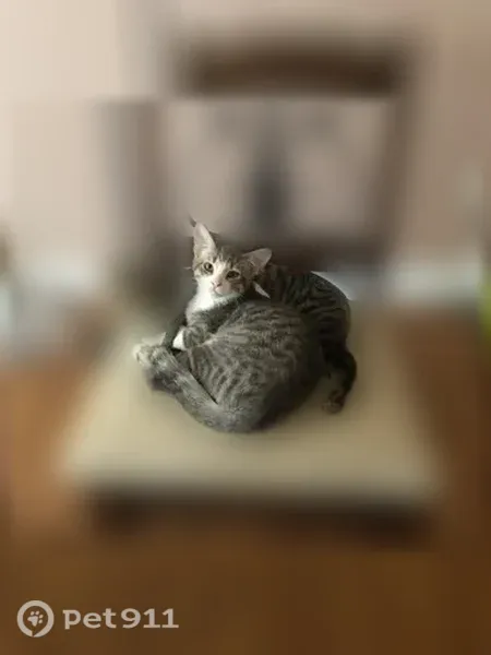 Lost male cat, Ipswich Drive, 14, Bella Vista — white front and gray back - photo