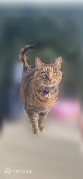 Lost female cat, Langston Avenue Southwest, 1796, Atlanta — orange/brown tabby - photo