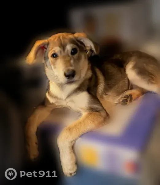 Lost dog, South Sycamore Street, 70, Mount Sterling — female, answers to Wave or Waverly - photo