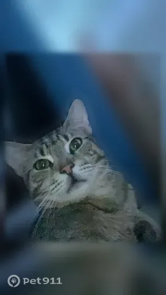 Lost male cat, Lexington Avenue, 380, New York — brownish-and-white chest - photo