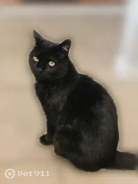 Lost male cat, Andrew Avenue, 351, East Meadow — friendly black cat - photo