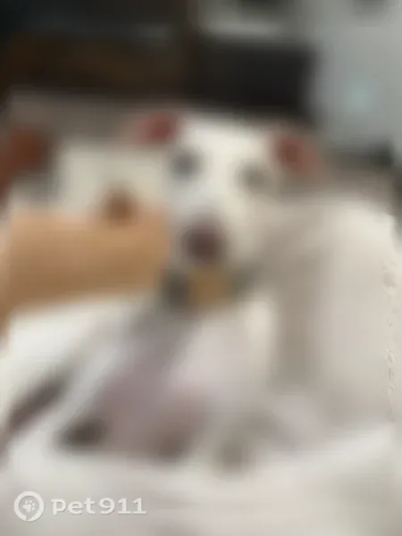 Lost male dog, Connery Way, 3502 A, Missoula — white Italian Greyhound - photo