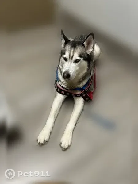 Lost dog, West Palmer Street, 966, Compton — grey-and-white 9-year-old Husky - photo