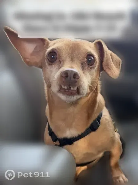 Lost dog, male, Southwest Lander Street, 5348, Seattle — 7 1/2 years old, 13 pounds - photo