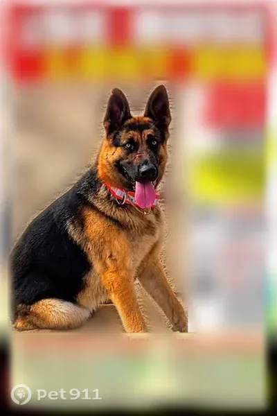 Lost dog, San Nicolas Circle, 108, Port Hueneme — male with a mark on his right ear - photo
