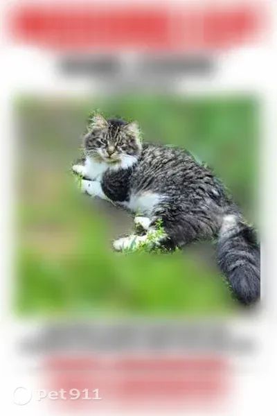 Lost cat, West Luce Road, 44, Battle Creek — friendly, long-haired male - photo