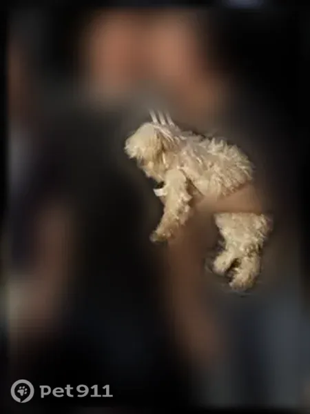 Lost male dog, John Horton Road, 759, Apex — small blonde Pekingese mix - photo