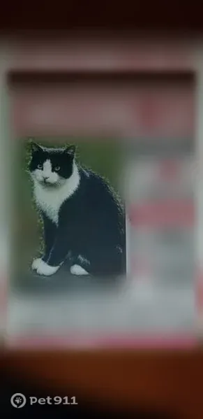 Missing cat Male, Jacksonville (usl547496) - photo