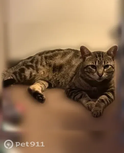 Missing cat Male, Houston (usl547498) - photo