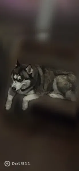 Missing dog Female, Williamston (usl547504) - photo