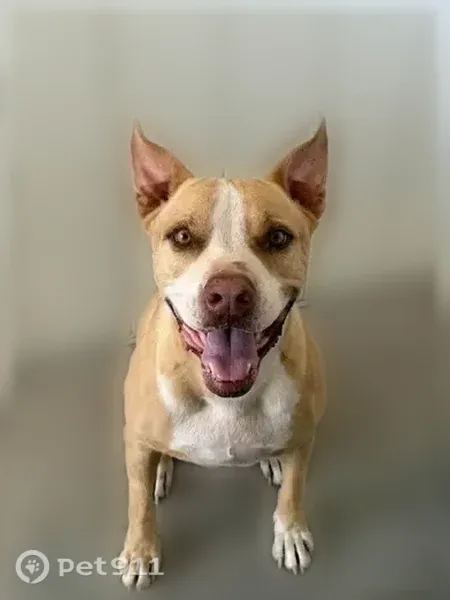 Missing dog Male, Arlington (usl547503) - photo