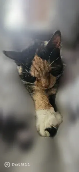 Missing cat Female, Lyons (usl547507) - photo