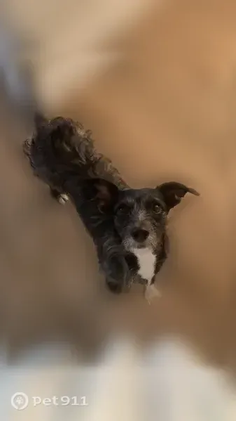Missing dog Male, Mesa (usl547513) - photo