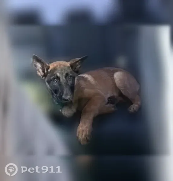 Missing dog Female, Detroit (usl547519) - photo