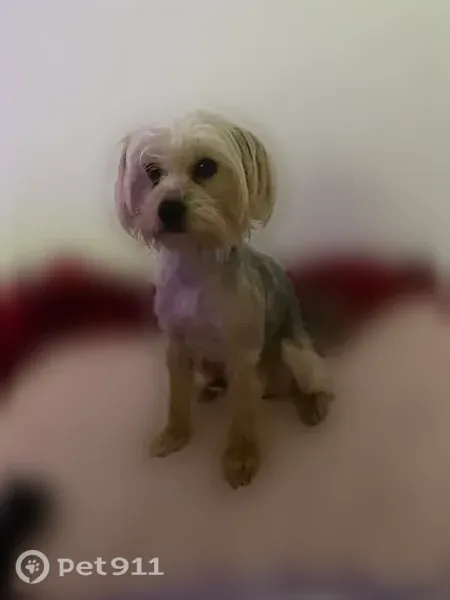 Missing dog Female, Queens (usl547527) - photo