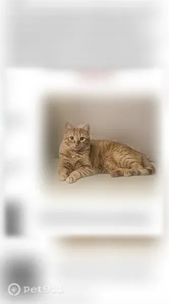 Missing cat Female, Pawtucket (usl547529) - photo