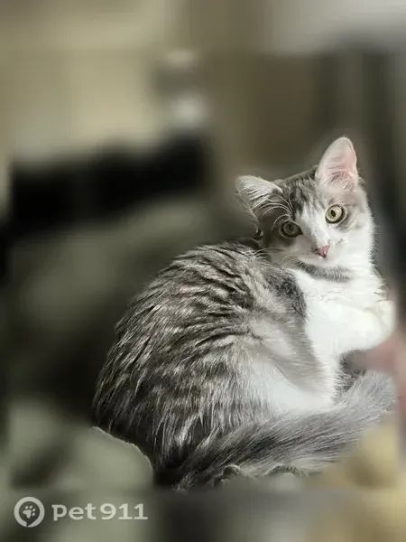 Missing cat Female, Tucson (usl547531) - photo