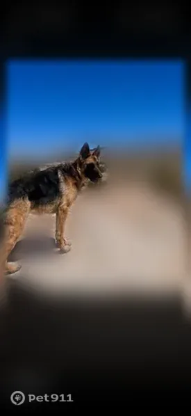 Missing dog Female, Fruitvale (usl547537) - photo