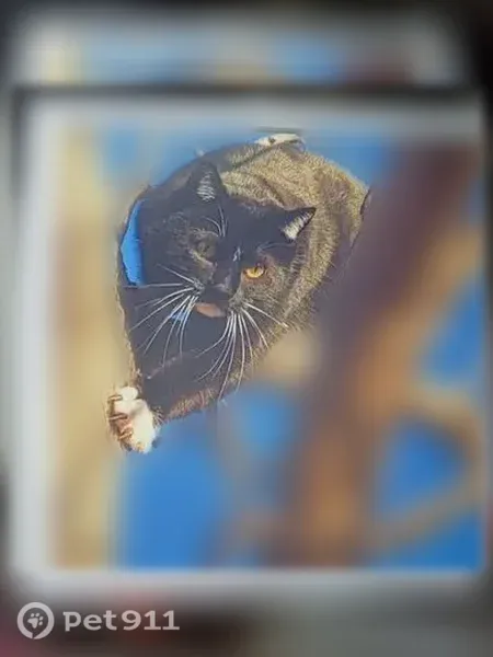 Missing cat Female, Colorado Springs (usl547535) - photo