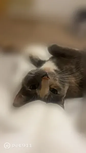 Missing cat Female, El Paso (usl547536) - photo