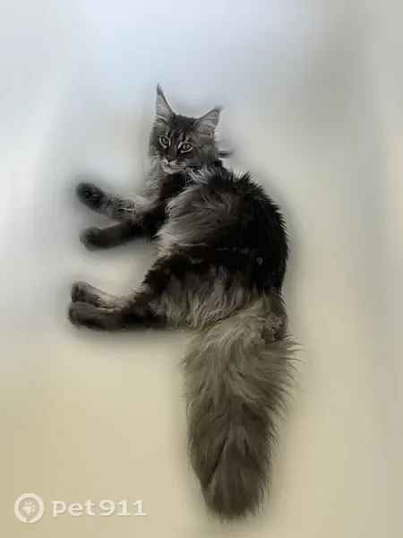 Missing cat Female, Los Angeles (usl547534) - photo
