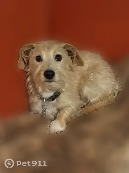 Missing dog Male, Weldon (usl547539) - photo