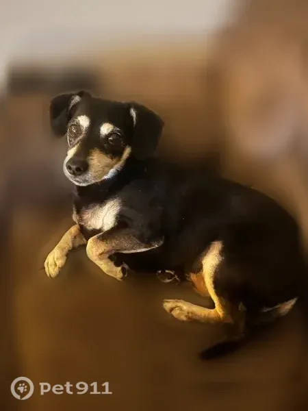 Missing dog Male, Euless (usl547540) - photo