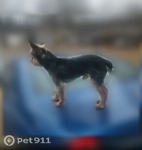 Missing dog Male, Huntsville (usl547542) - photo