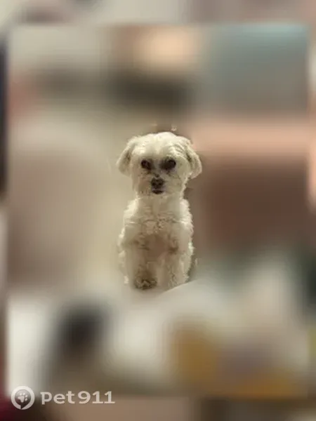 Missing dog Female, North Little Rock (usl547543) - photo