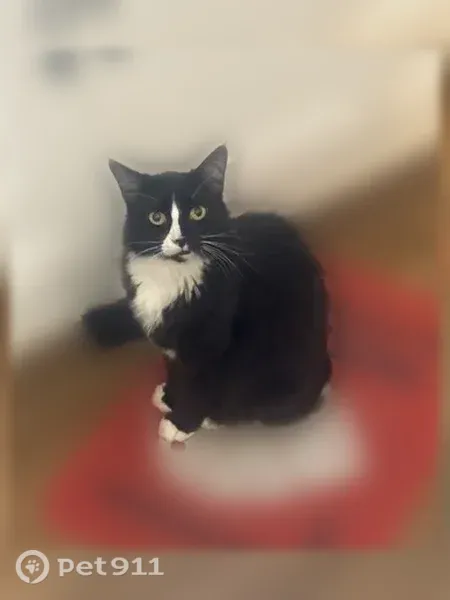 Missing cat Male, Little Rock (usl547546) - photo