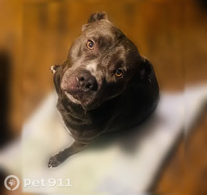 Missing dog Male, Detroit (usl547547) - photo