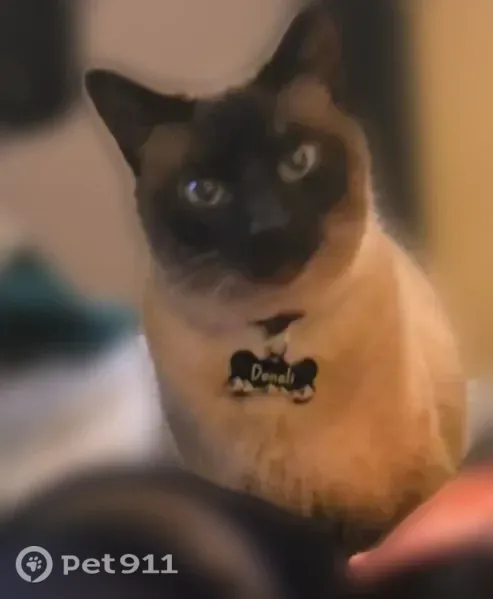 Missing cat Female, Champlin (usl547550) - photo