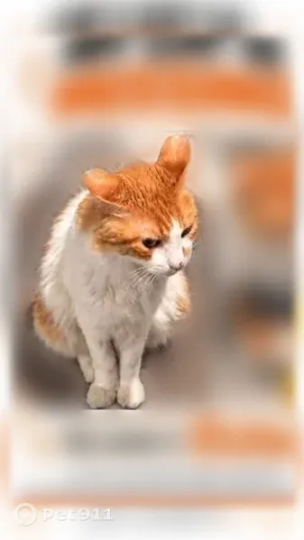 Missing cat Male, Apopka (usl547552) - photo