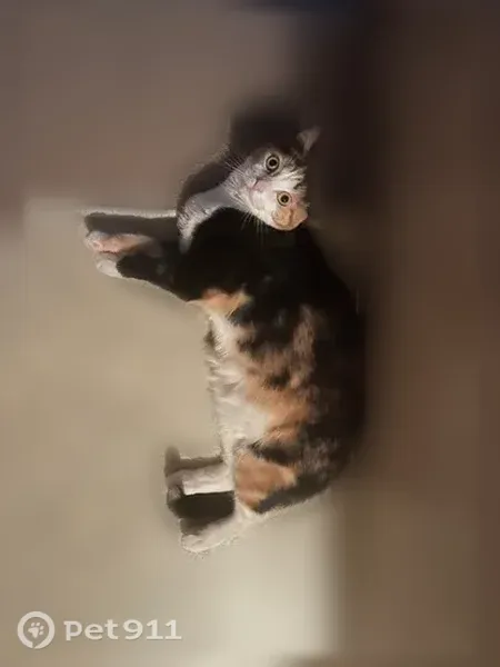 Missing cat Female, South Paris (usl547553) - photo