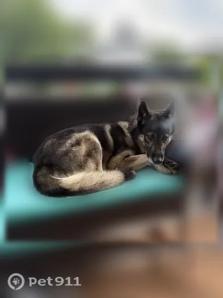 Missing dog Male, Springfield (usl547556) - photo