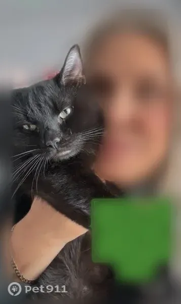 Missing cat, Boston (usl547560) - photo