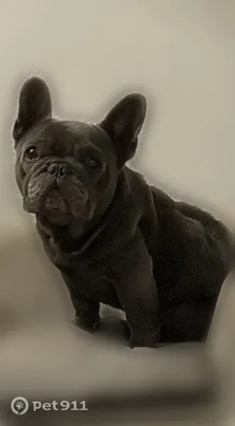 Missing dog Male, Spring Branch (usl547561) - photo