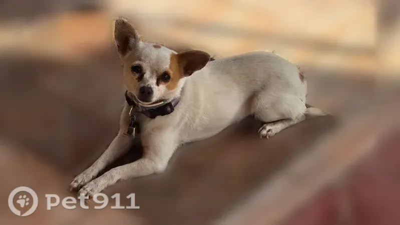 Missing dog Female, Lakeville (usl547562) - photo
