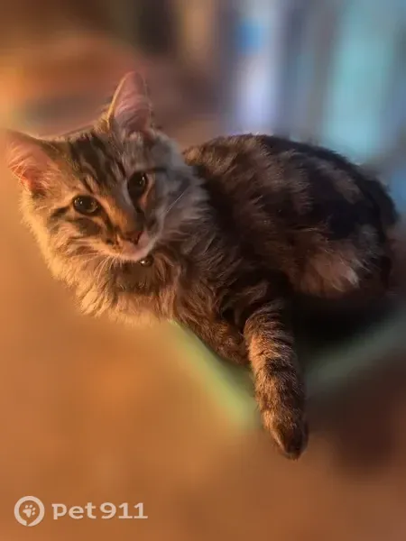 Lost male cat, Willow Springs, Memphis — escaped at Loves gas station - photo