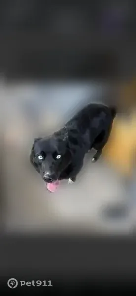 Lost dog, Maplesville, Alabama, Birmingham — female with blue eyes - photo
